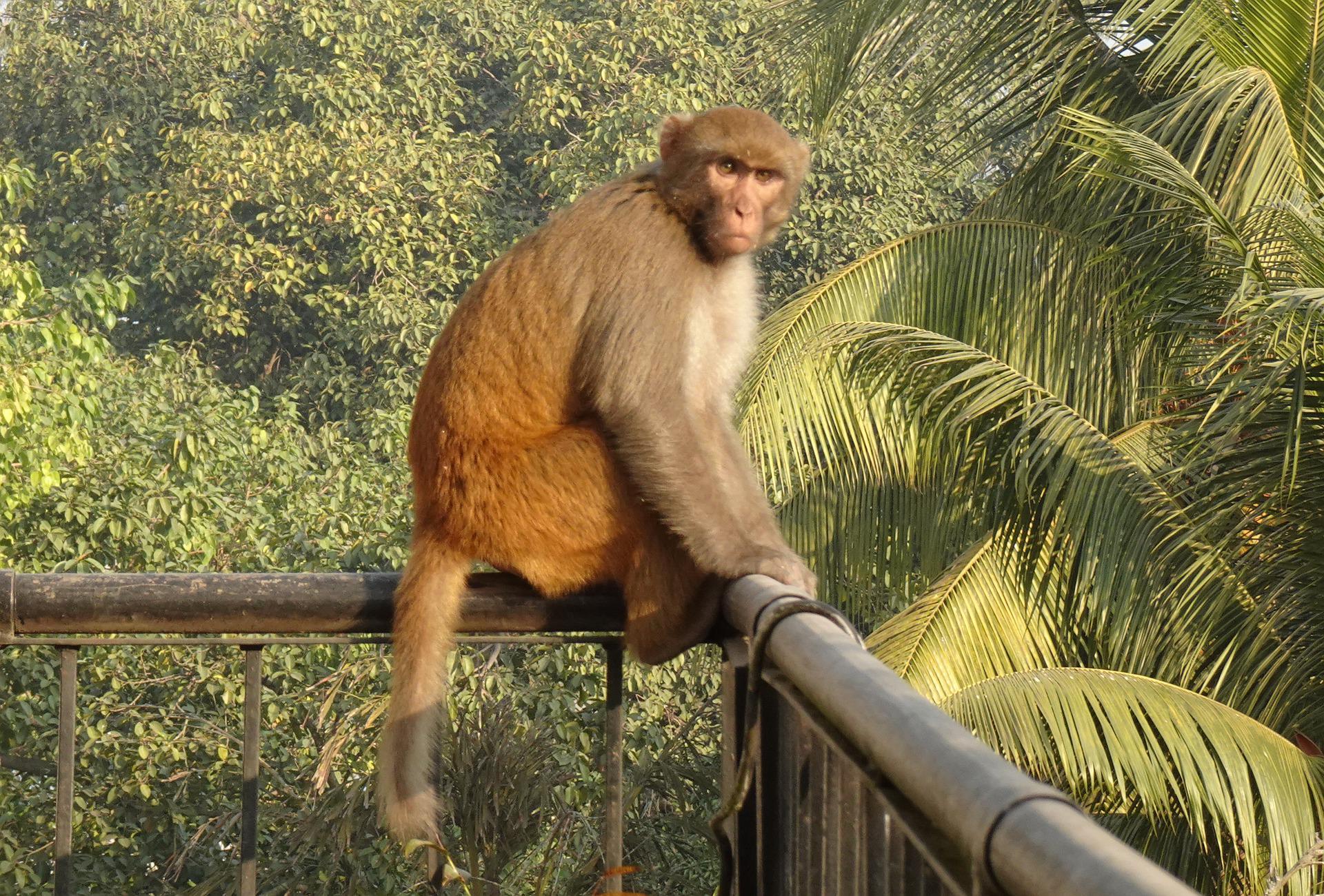 Macacos atacam família e jogam bebê de 4 meses de terraço